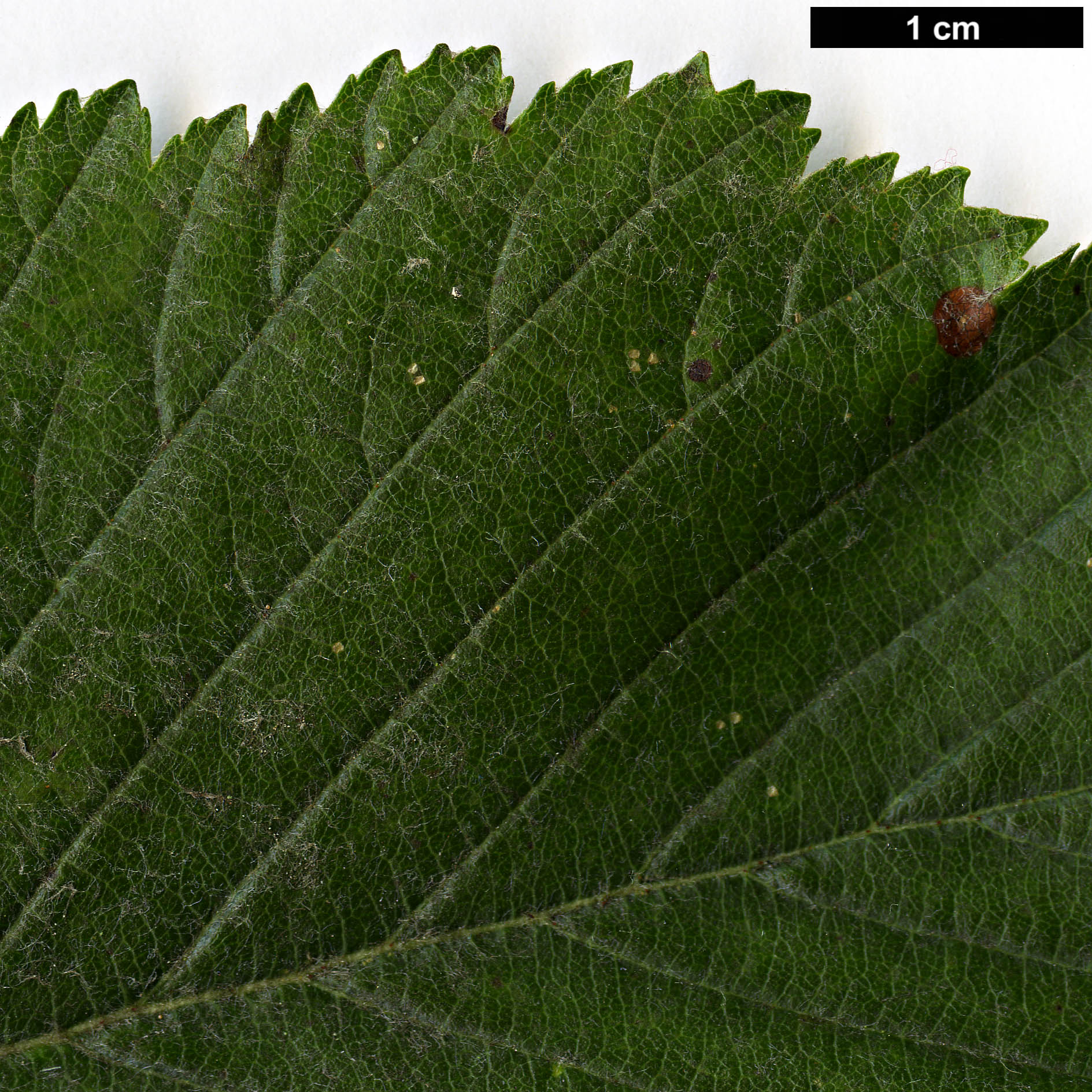 High resolution image: Family: Rosaceae - Genus: Sorbus - Taxon: hibernica